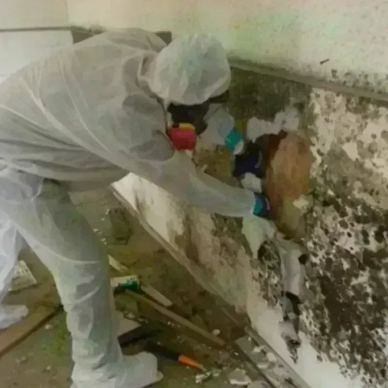 Mold Remediation and Removal in Mount Airy, MD